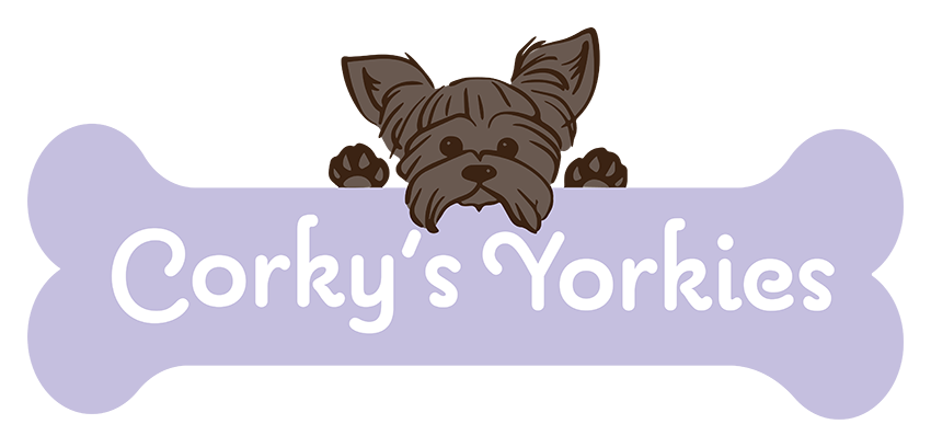 Corky's Yorkies